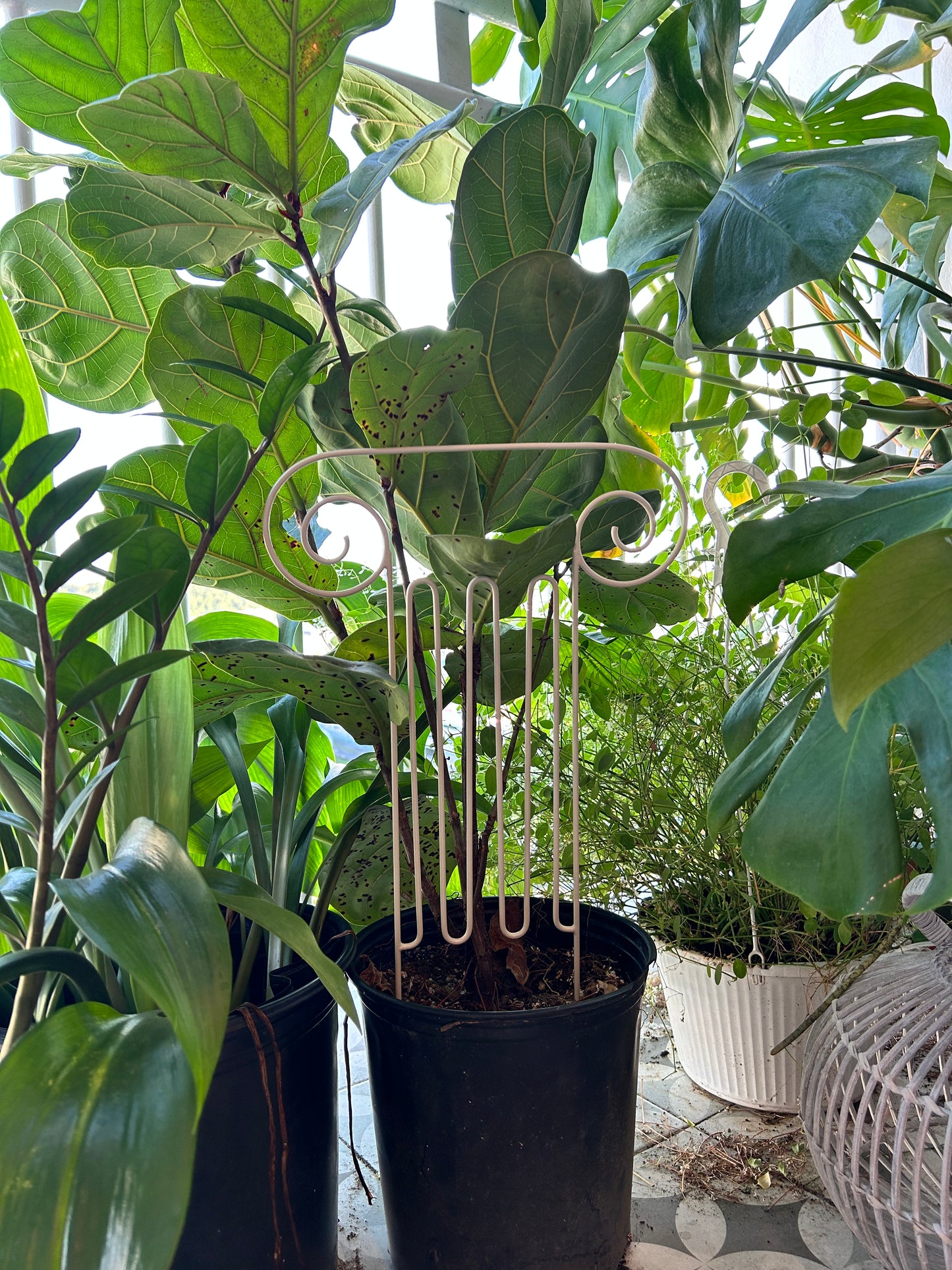Greek Column Plant Trellis